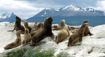 Seawolf Island