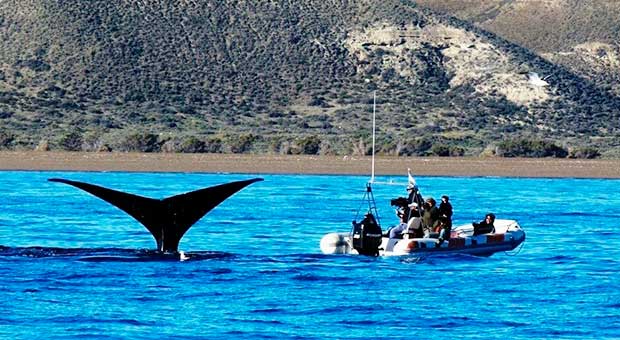Loreto Lodge Valdes Wildlife Program