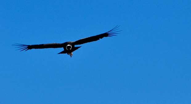 Patagonian Steppe and Condors